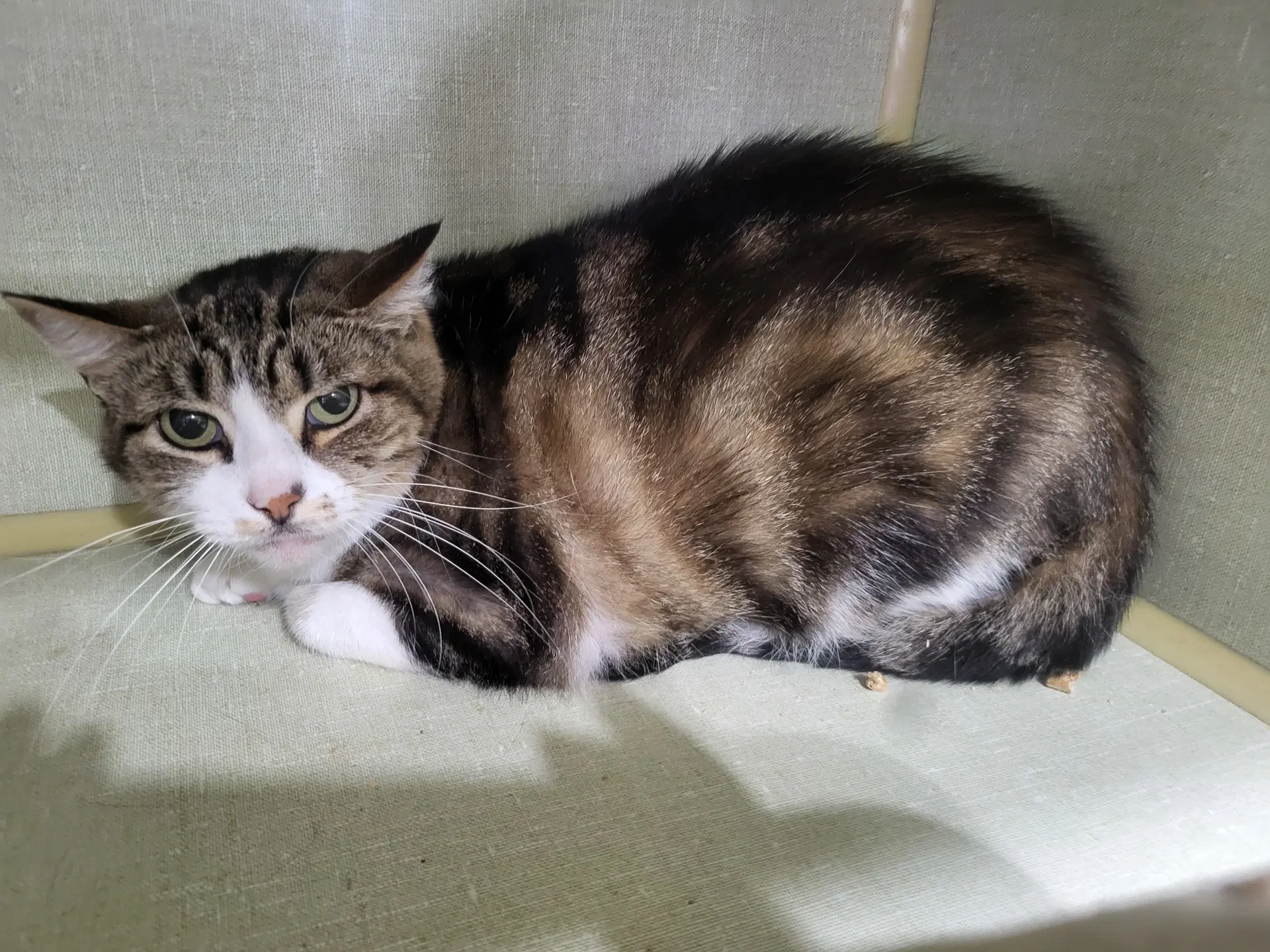 Arizona - Tabby