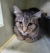 adoptable Cat in watseka, IL named Lonnie