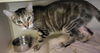 adoptable Cat in watseka, IL named Monte