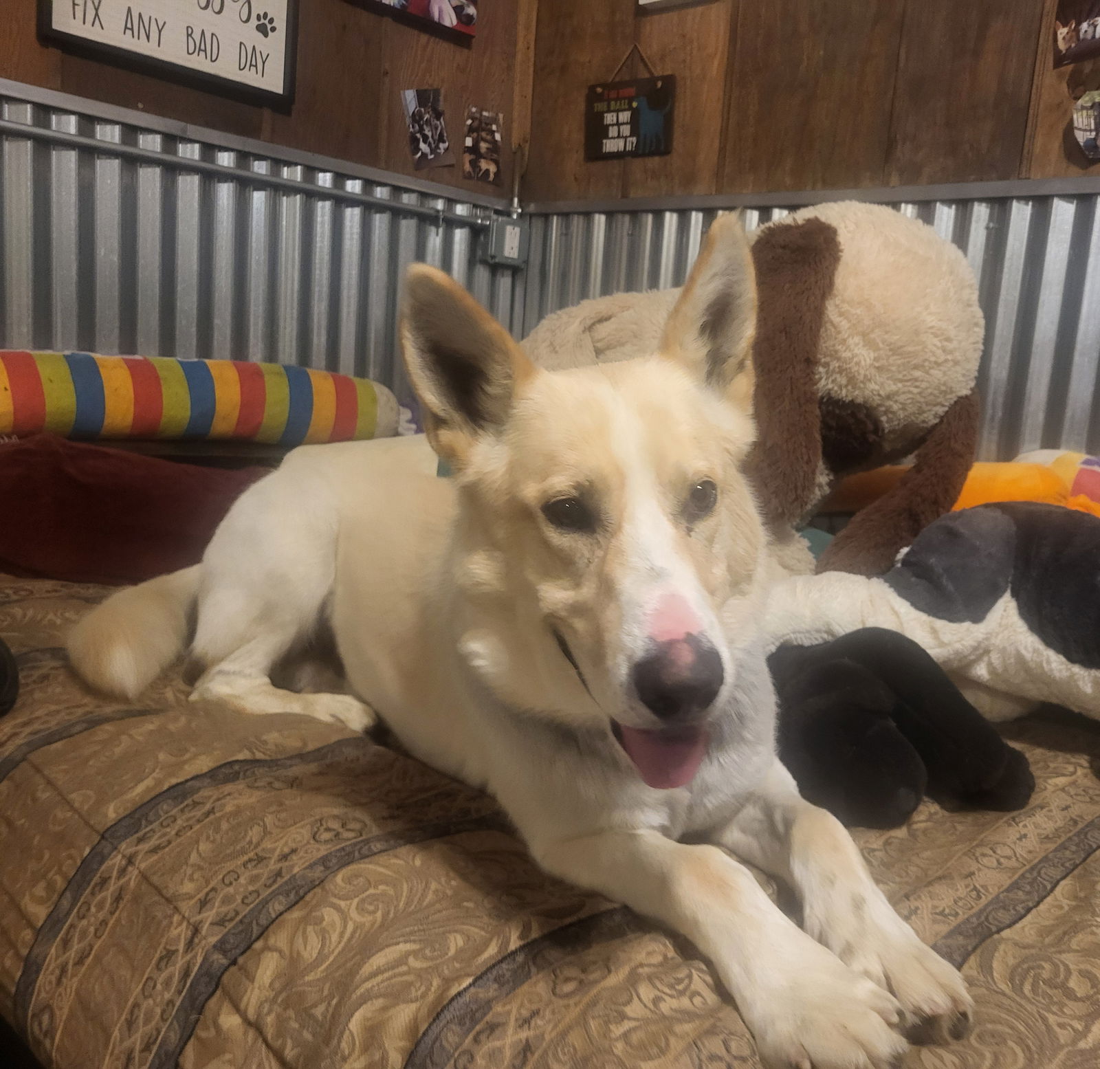 adoptable Dog in Watseka, IL named Zuko