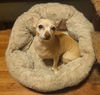 adoptable Dog in  named Chica