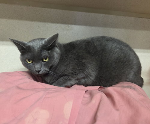 picture of the cat needing adoption