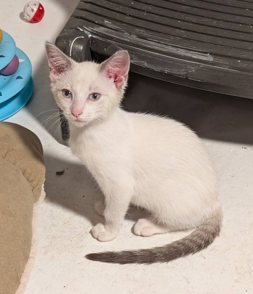 picture of the cat needing adoption