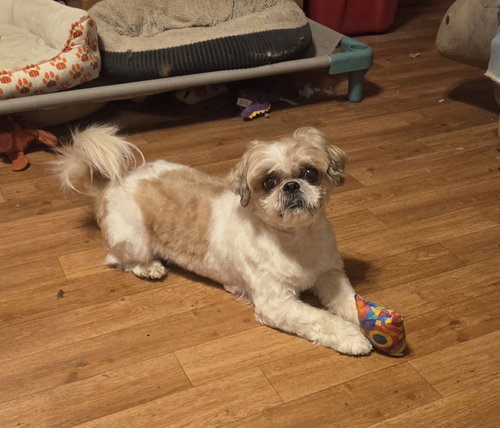 picture of the dog needing adoption