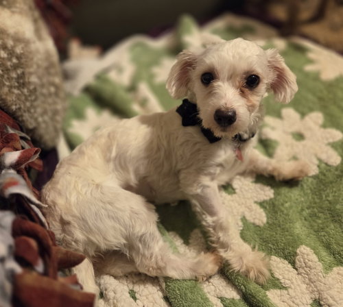 picture of the dog needing adoption