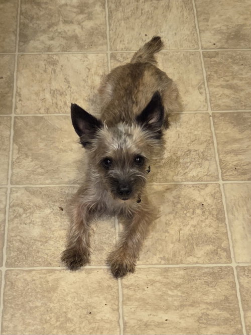picture of the dog needing adoption