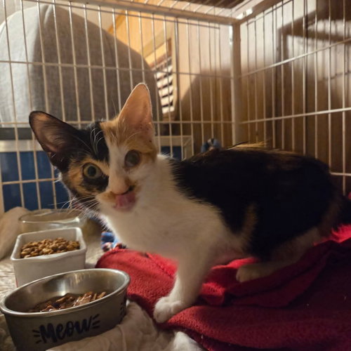 picture of the cat needing adoption