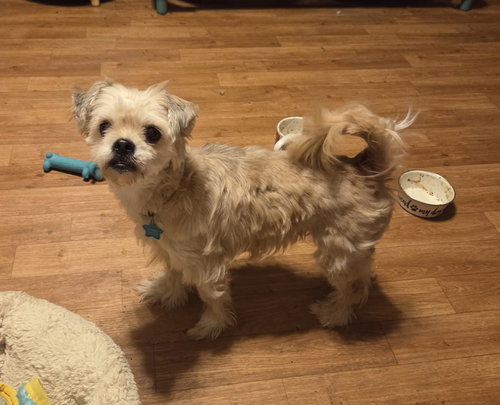 picture of the dog needing adoption