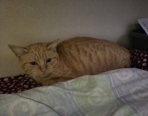 picture of the cat needing adoption