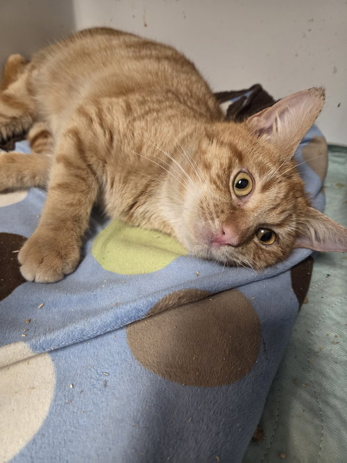 picture of the cat needing adoption