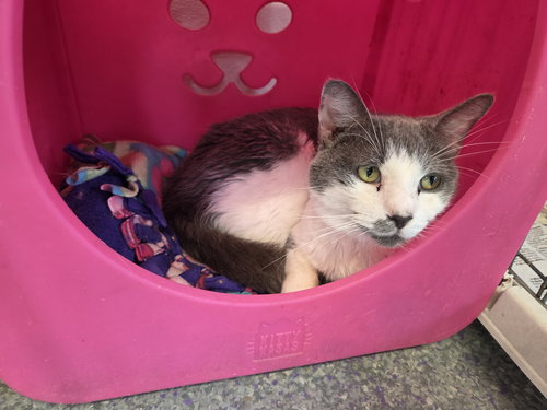 picture of the cat needing adoption