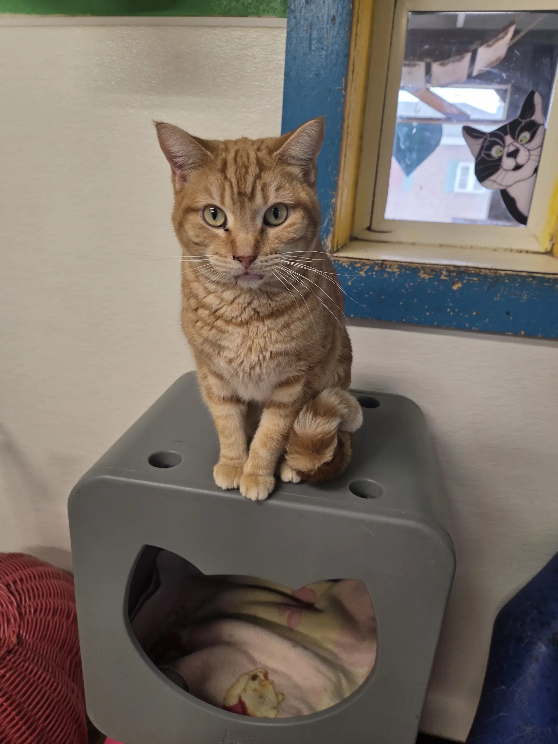 Jennie - Domestic Short Hair