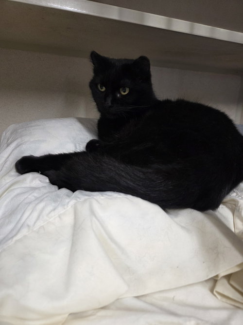 picture of the cat needing adoption