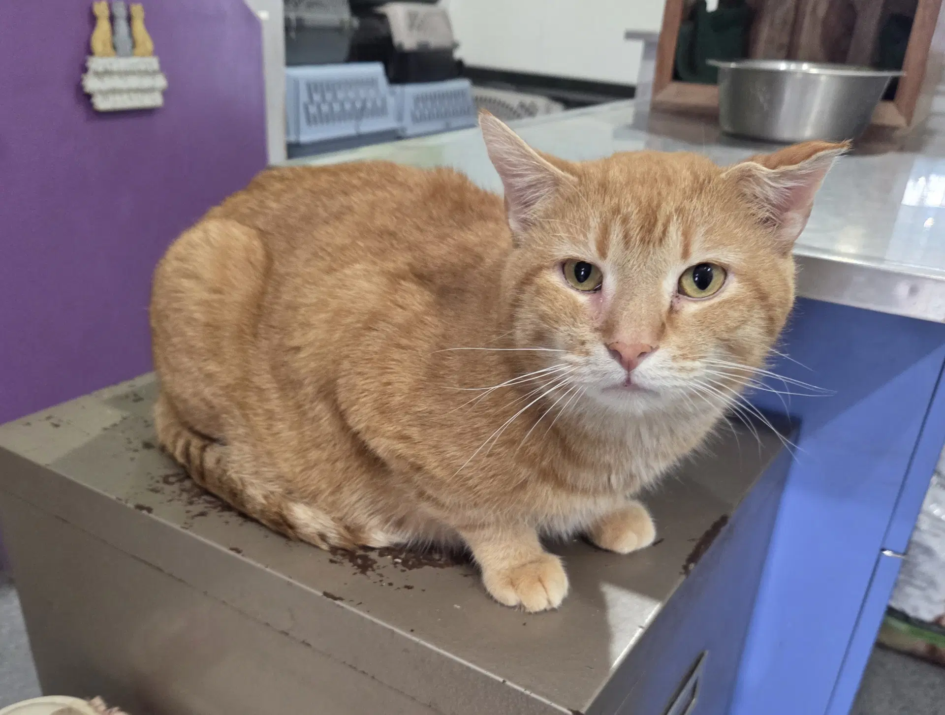 Uncle John - Domestic Short Hair