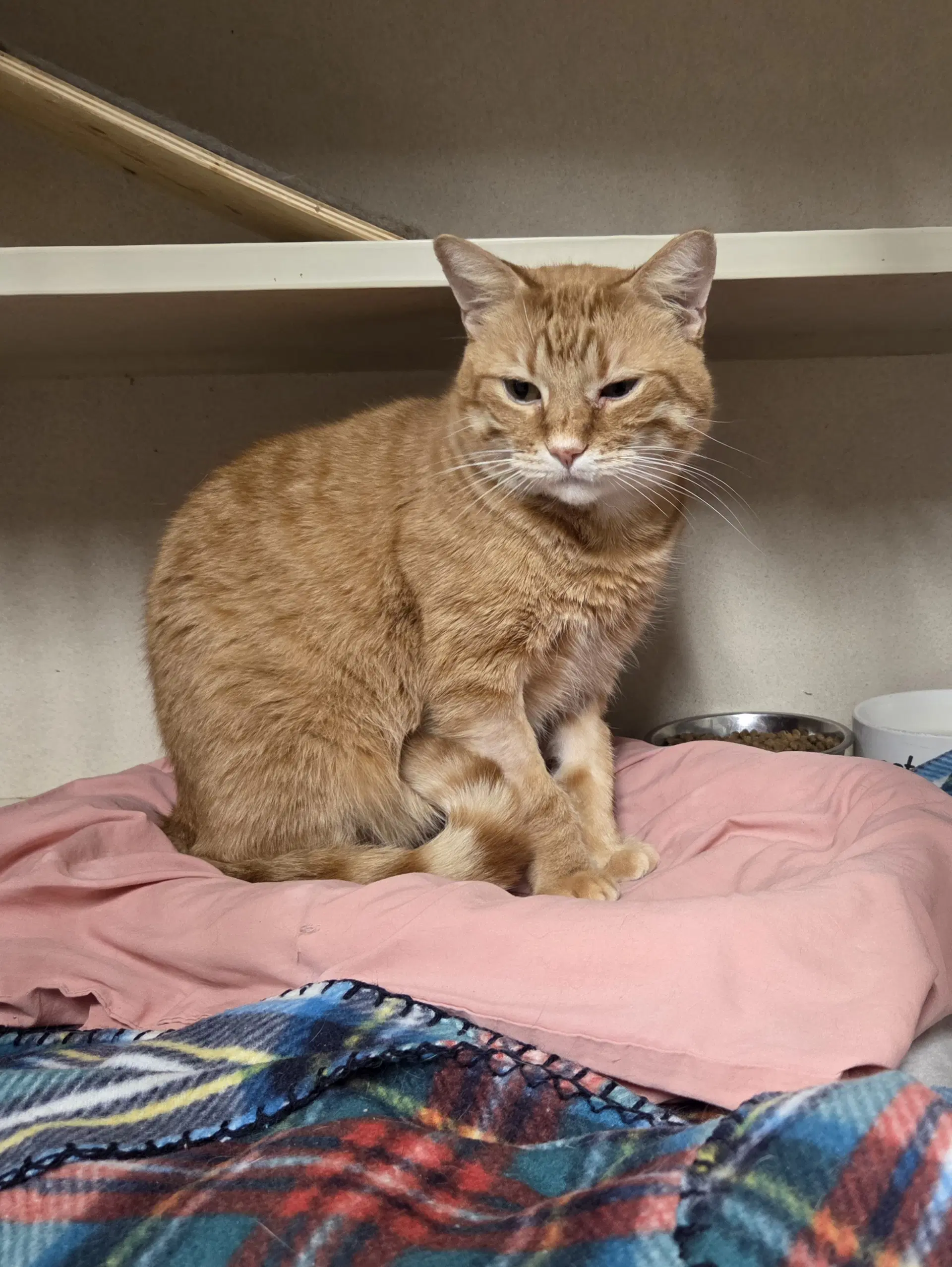Oliver - Domestic Short Hair