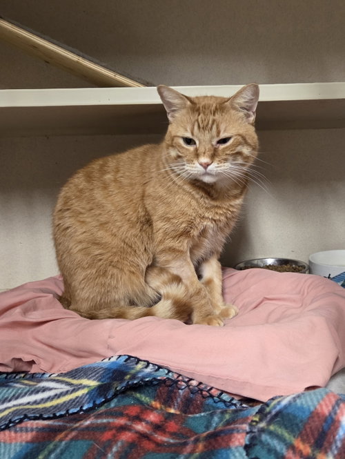 Oliver, Young Domestic Short Hair / Mixed (short coat), cat for adoption in Iroquois, Illinois