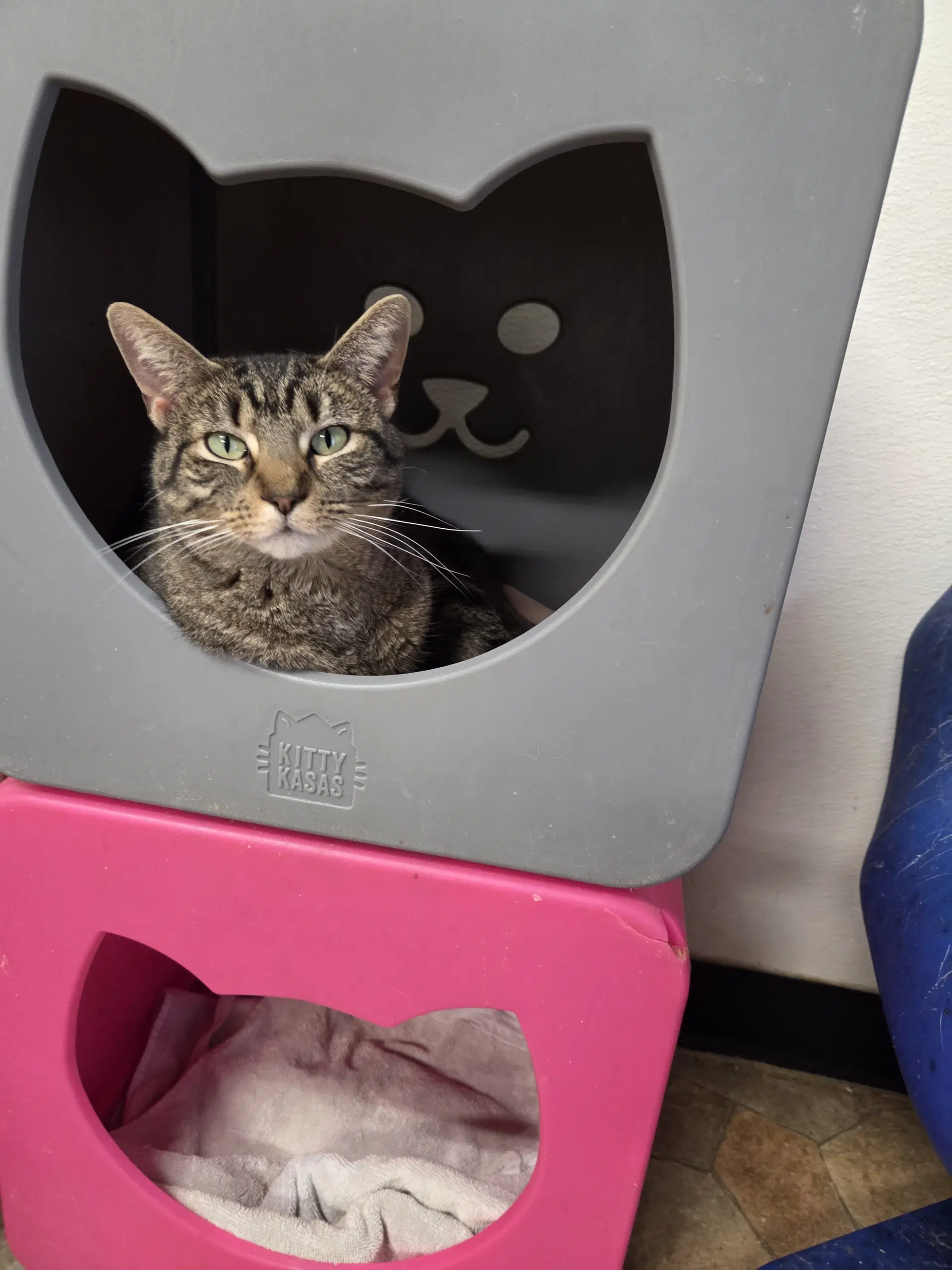 Karma - Domestic Short Hair