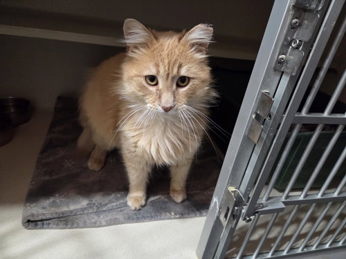 picture of the cat needing adoption