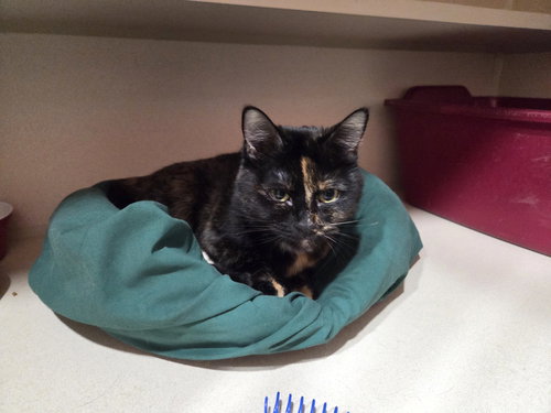 picture of the cat needing adoption