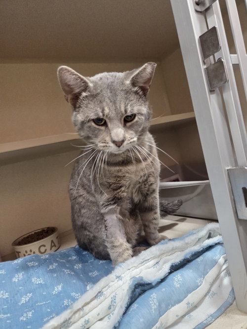picture of the cat needing adoption