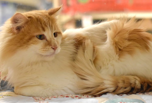 picture of the cat needing adoption