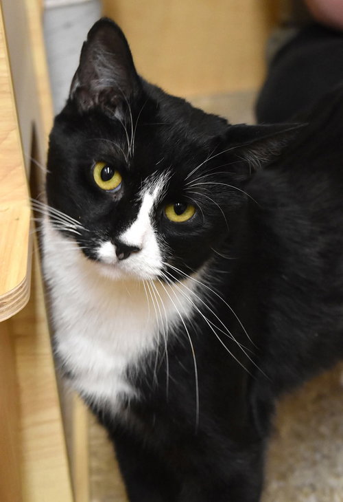 picture of the cat needing adoption