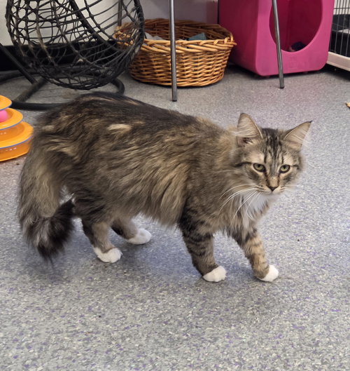 picture of the cat needing adoption