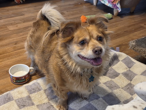 picture of the dog needing adoption
