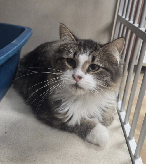 Grover, a cat for adoption from Iroquois County Animal Rescue