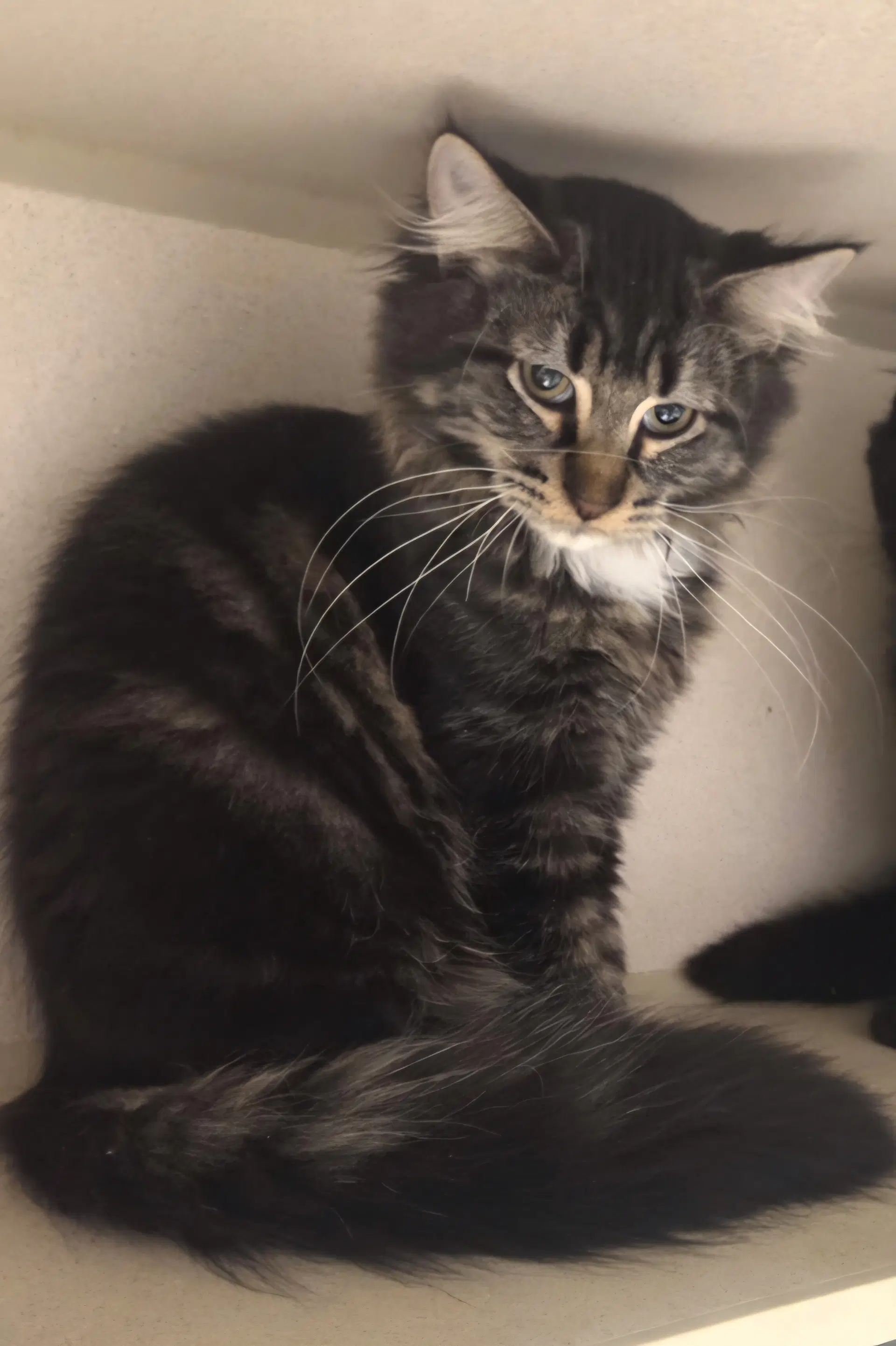 Biggie - Maine Coon