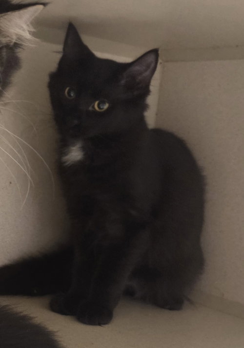 Falkor, a cat for adoption from Iroquois County Animal Rescue