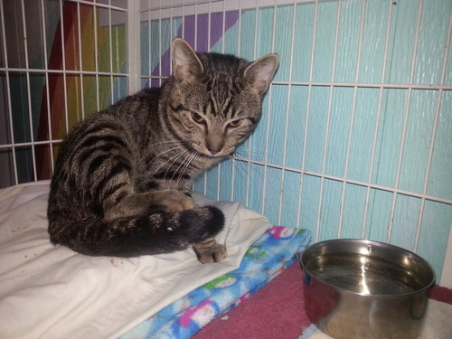 RUSTY - Domestic Short Hair available for adoption