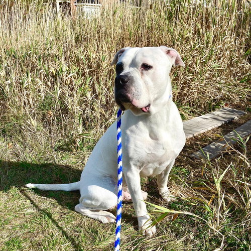 BILLY - Boxer / American Bulldog available for adoption