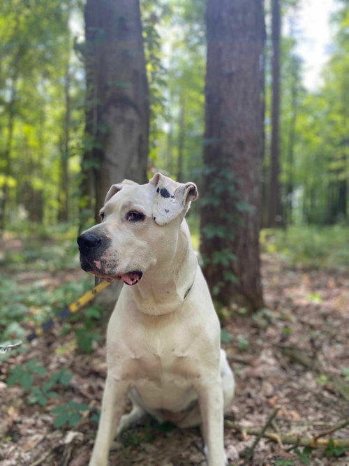BEA - Dogo Argentino available for adoption