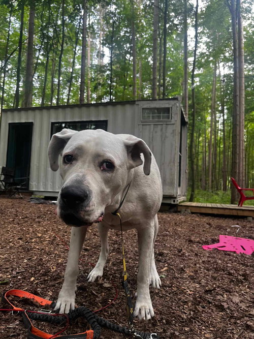 BEA - Dogo Argentino available for adoption