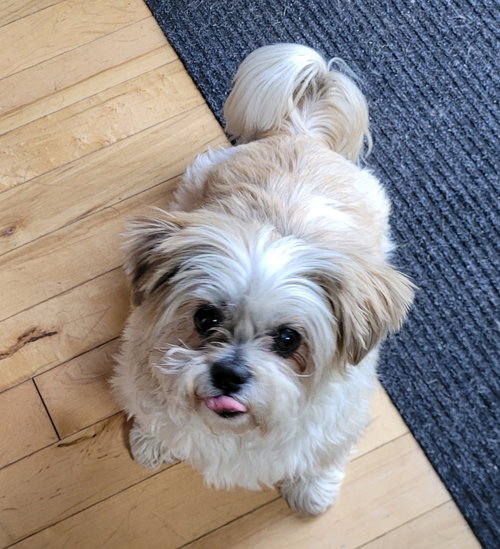 BUDDY - Shih Tzu available for adoption