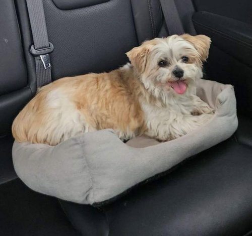 BUDDY - Shih Tzu available for adoption