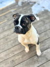 adoptable Dog in , ON named Checkers