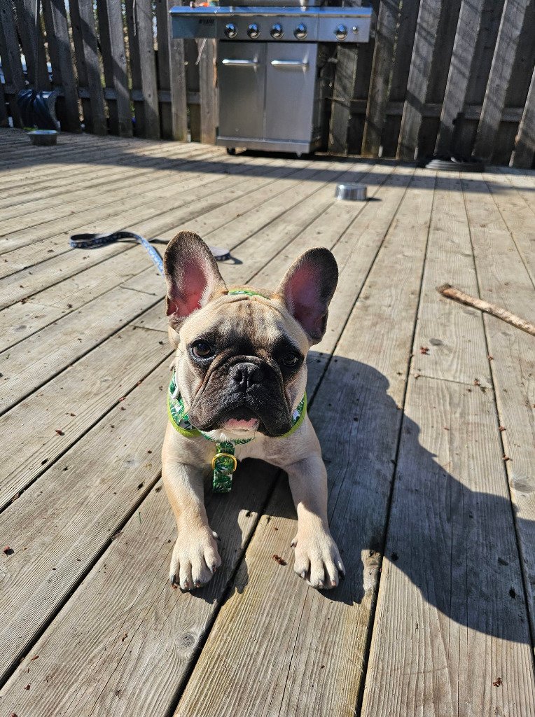 adoptable Dog in Bright's Grove, ON named Oscar