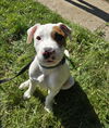 adoptable Dog in , ON named Kasey