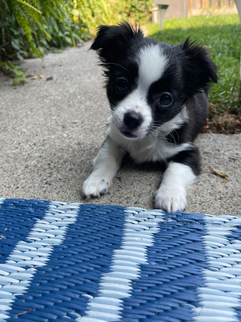 adoptable Dog in Bright's Grove, ON named Winnie