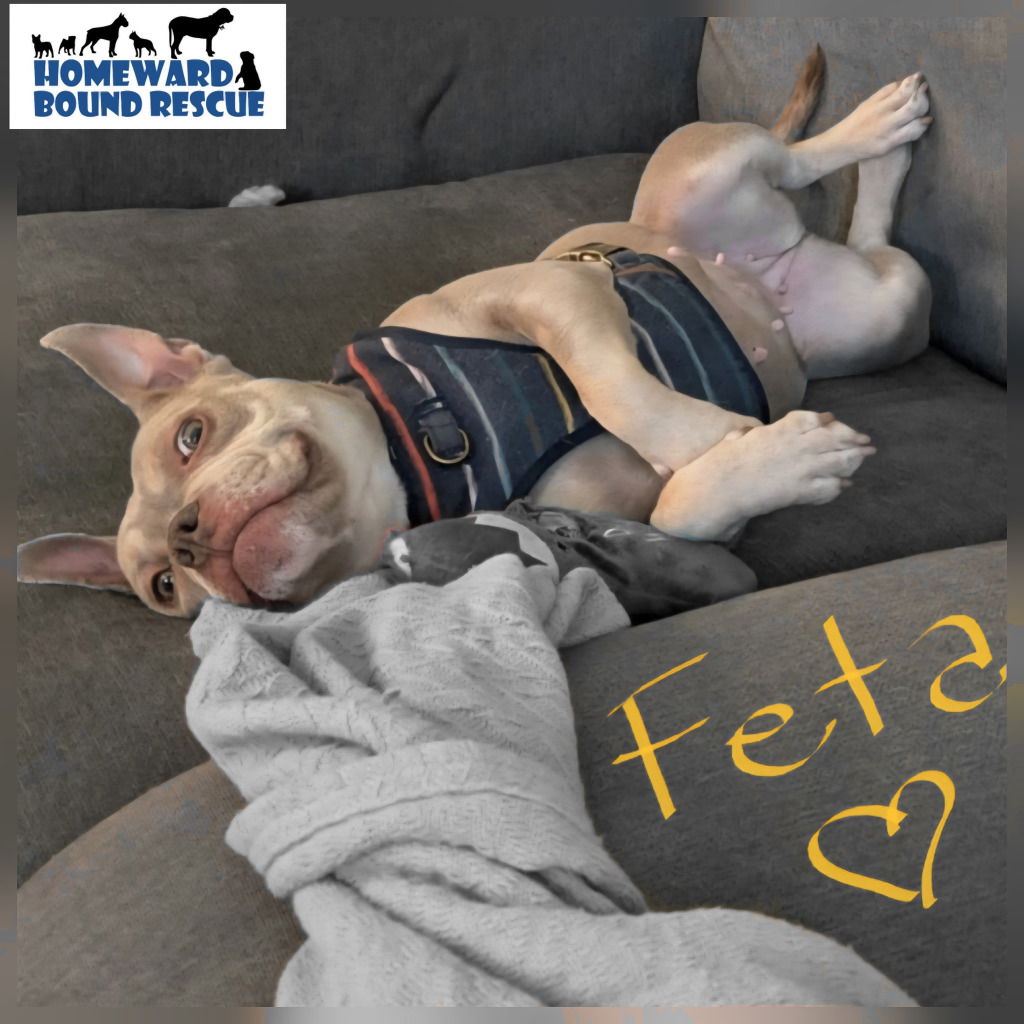 adoptable Dog in Bright's Grove, ON named Feta