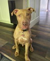 adoptable Dog in  named Banks