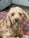 adoptable Dog in  named Peach