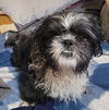 adoptable Dog in  named Oreo