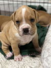 adoptable Dog in , ON named Grasshopper