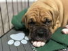 adoptable Dog in , ON named Turtle