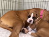 adoptable Dog in , ON named Toad