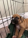 adoptable Dog in , ON named Cricket