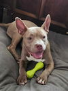 adoptable Dog in , ON named Navy